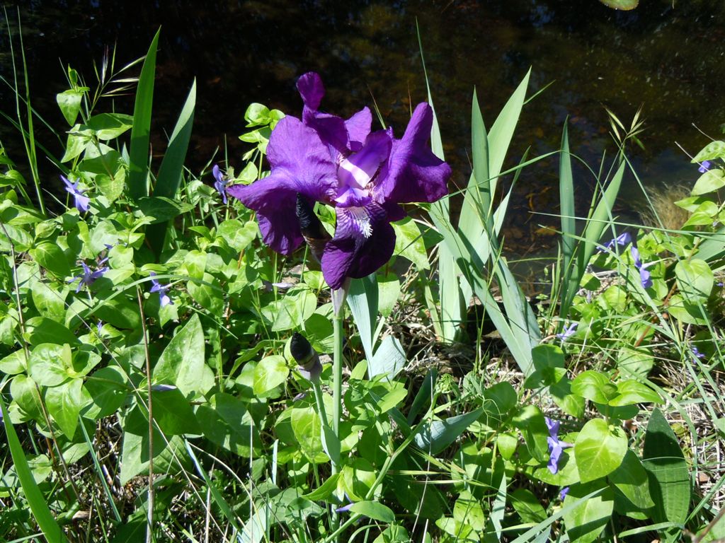 Iris germanica